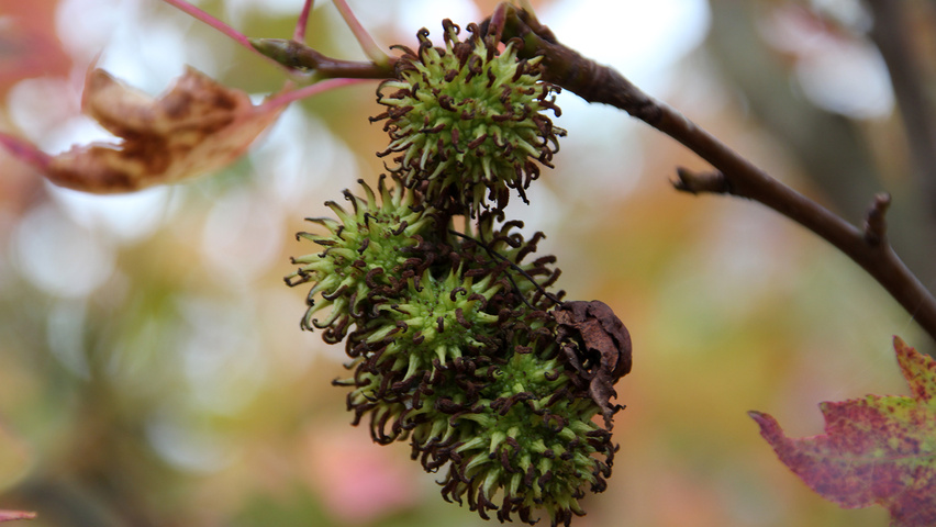 Liquidambar styraciflua 'Pasquali Fastigiata' fruits