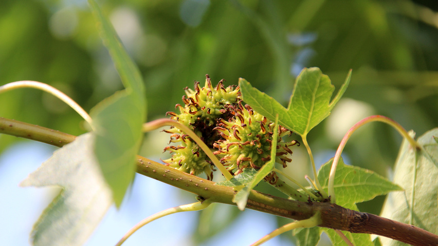 Liquidambar styraciflua 'Pasquali Fastigiata' fruits