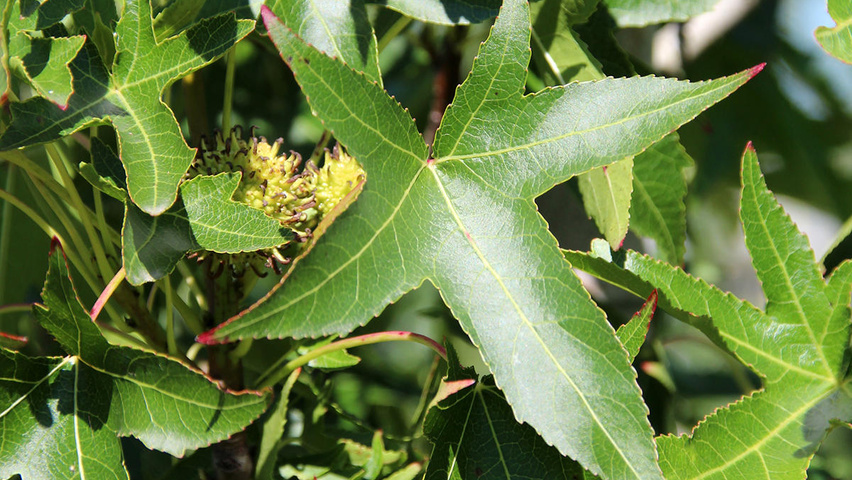 Liquidambar styraciflua 'Pasquali Fastigiata' leaves