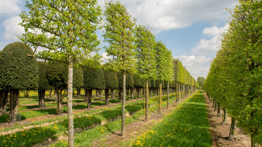 Liquidambar styraciflua roof-trained