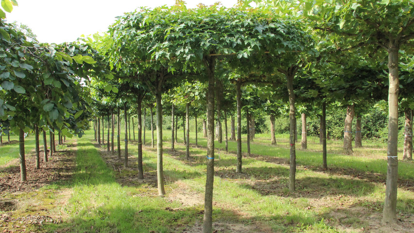Liquidambar styraciflua roof-trained