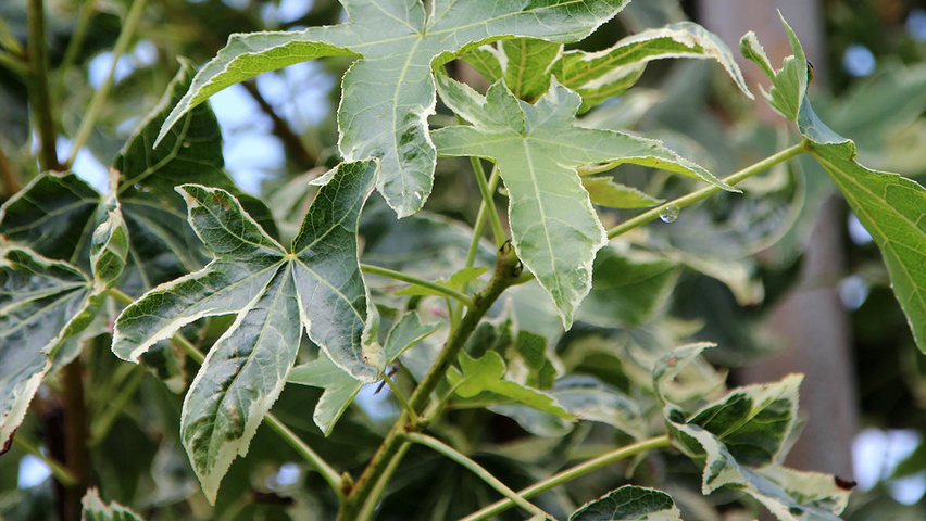 Liquidambar styraciflua 'Silver King' Blatt