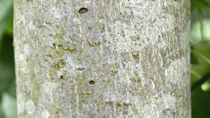Liquidambar styraciflua 'Slender Silhouette' bast