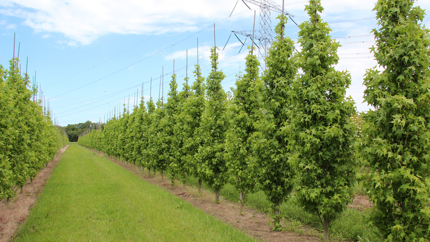 Liquidambar styraciflua 'Slender Silhouette' beveerd