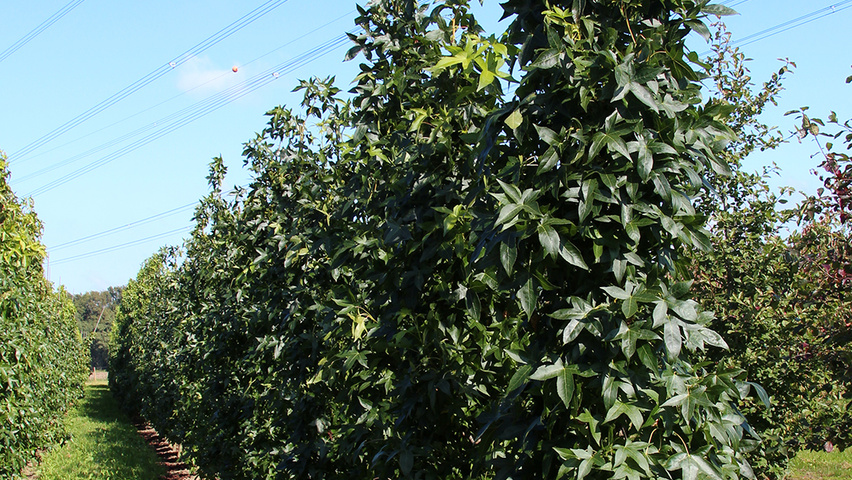 Liquidambar styraciflua 'Slender Silhouette' beveerd
