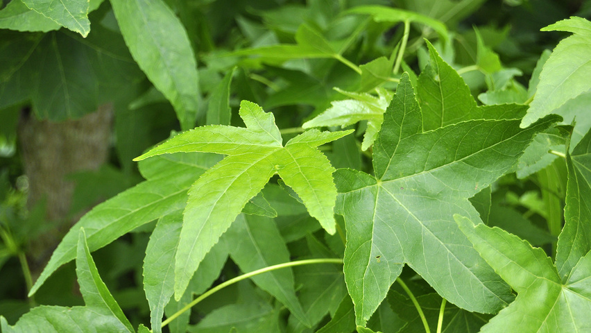 Liquidambar styraciflua 'Slender Silhouette' blad