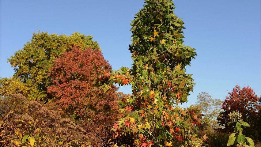 Liquidambar styraciflua 'Slender Silhouette' blad