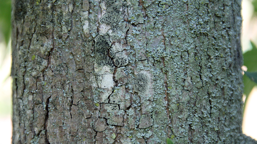 Liquidambar styraciflua 'Stared' Rinden