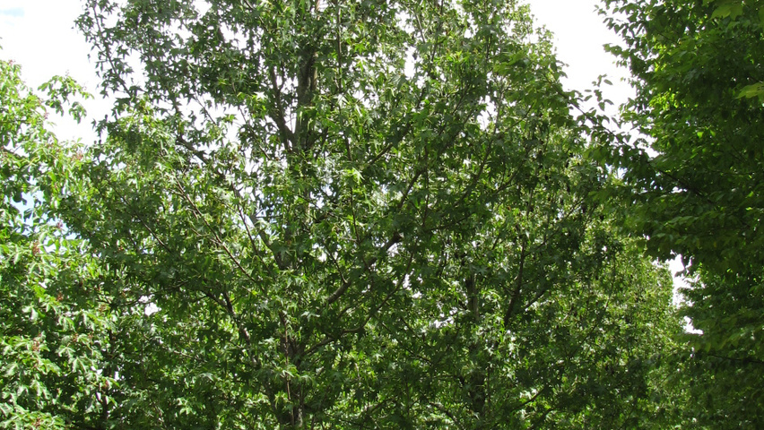 Liquidambar styraciflua 'Stared' Stammbüsche