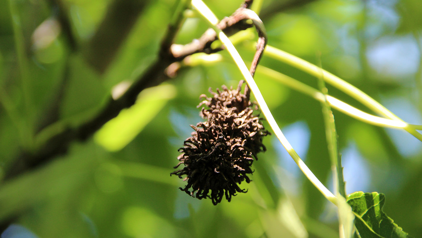 Liquidambar styraciflua 'Stared' Frucht