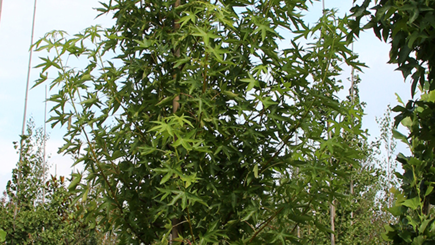 Liquidambar styraciflua 'Stared' hochstämmig