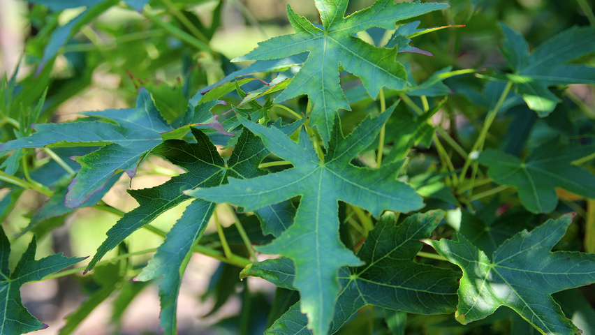 Liquidambar styraciflua 'Stared' Blatt