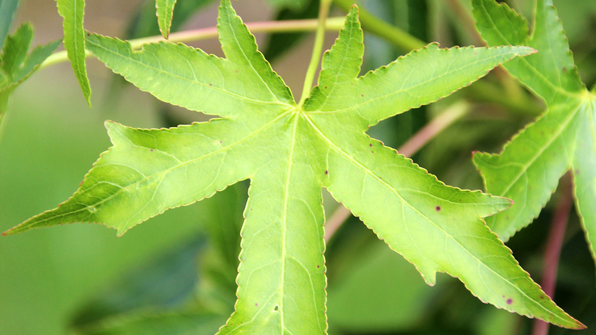 Liquidambar styraciflua 'Stared' Blatt