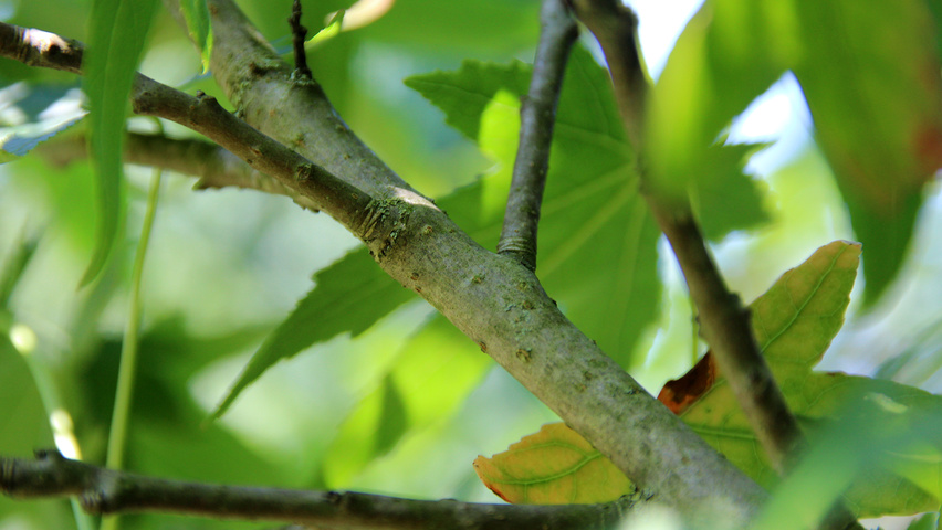 Liquidambar styraciflua 'Stared' Zweige
