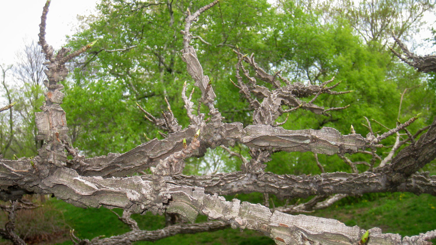 Liquidambar styraciflua twigs