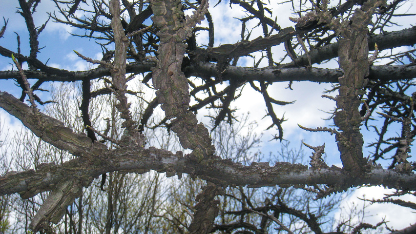 Liquidambar styraciflua twigs