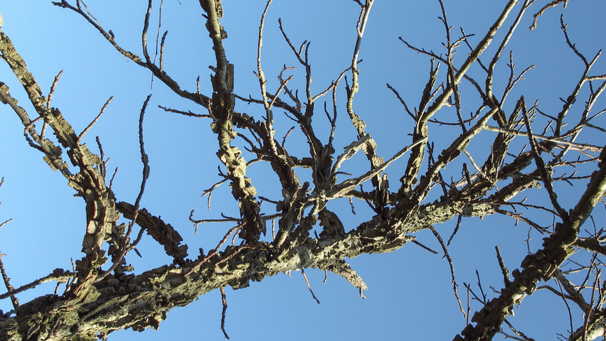 Liquidambar styraciflua twigs