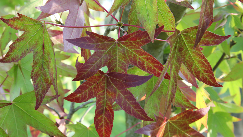 Liquidambar styraciflua 'Worplesdon' liście jesienią