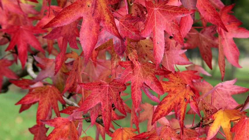 Liquidambar styraciflua 'Worplesdon' liście jesienią