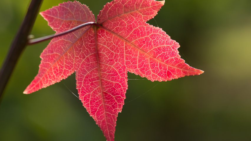 Liquidambar styraciflua 'Worplesdon' liście jesienią