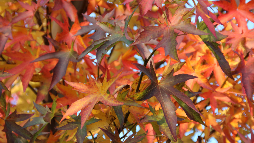 Liquidambar styraciflua 'Worplesdon' liście jesienią
