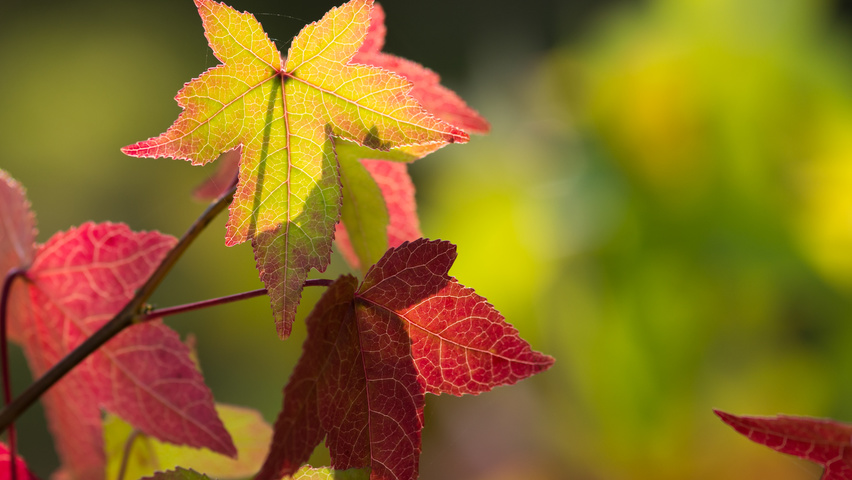 Liquidambar styraciflua 'Worplesdon' liście jesienią