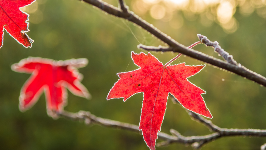 Liquidambar styraciflua 'Worplesdon' liście jesienią