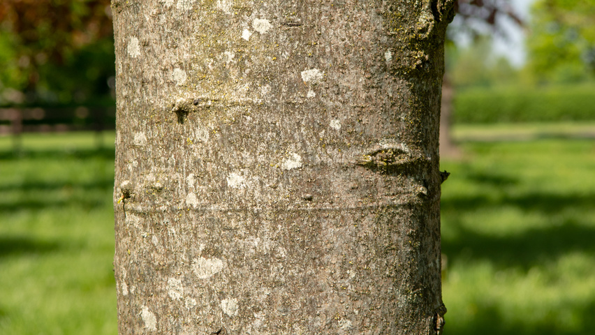 Liquidambar styraciflua 'Worplesdon' kora
