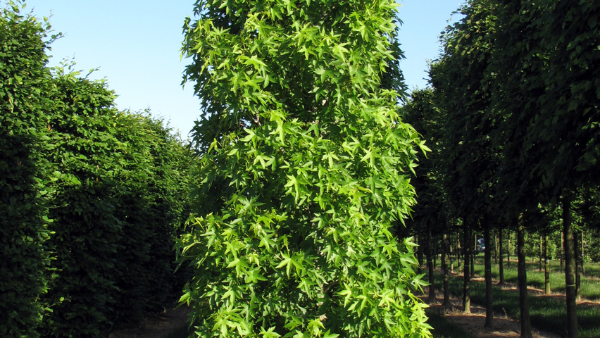 Liquidambar styraciflua 'Worplesdon' blok