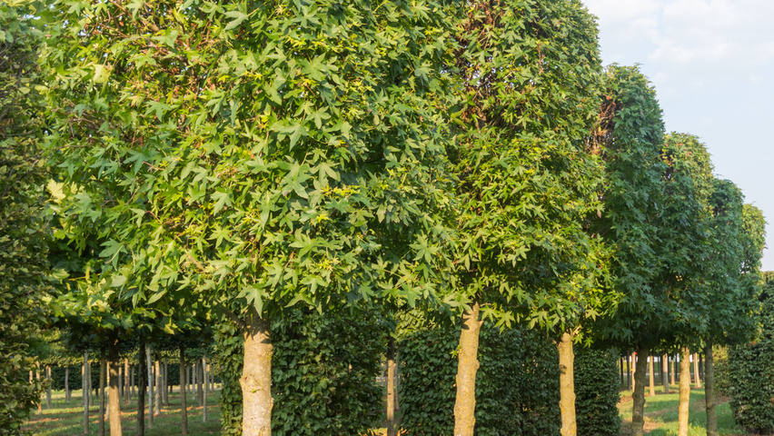 Liquidambar styraciflua 'Worplesdon' blok