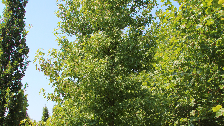 Liquidambar styraciflua 'Worplesdon' pokrój naturalny