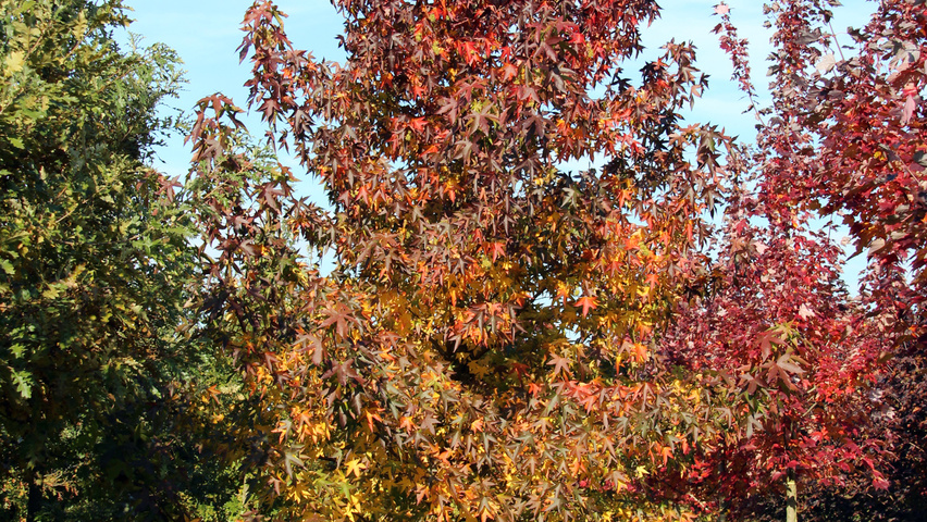 Liquidambar styraciflua 'Worplesdon' pokrój naturalny