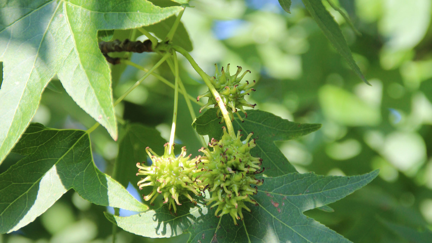 Liquidambar styraciflua 'Worplesdon' owoce