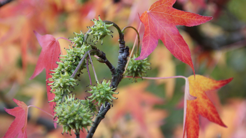 Liquidambar styraciflua 'Worplesdon' owoce