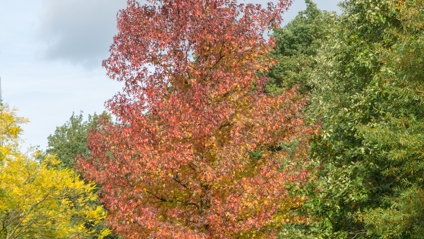 Liquidambar styraciflua 'Worplesdon' pienne