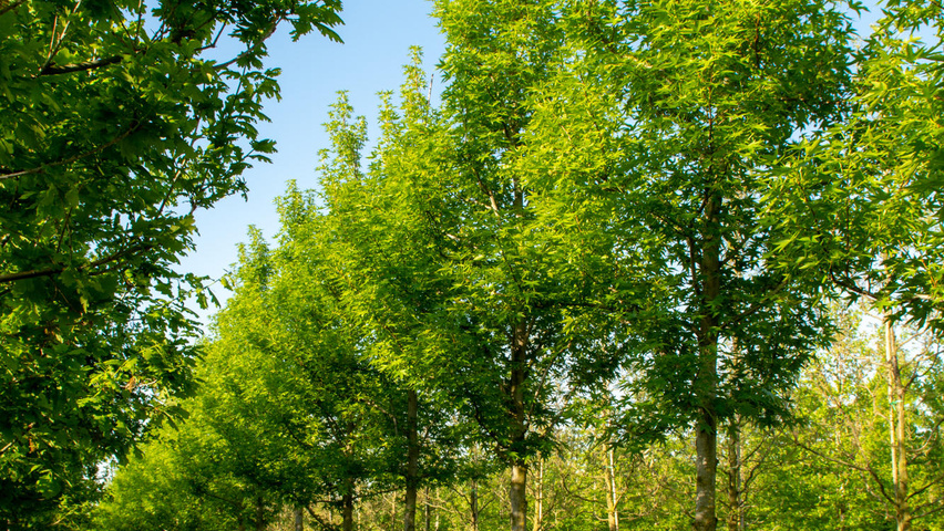 Liquidambar styraciflua 'Worplesdon' pienne