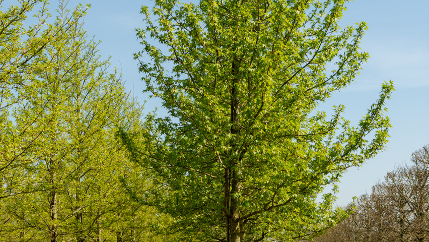Liquidambar styraciflua 'Worplesdon' pienne