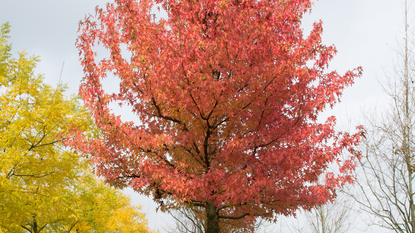 Liquidambar styraciflua 'Worplesdon' pienne
