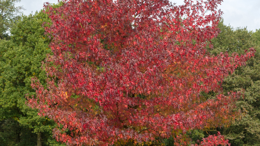 Liquidambar styraciflua 'Worplesdon' pienne