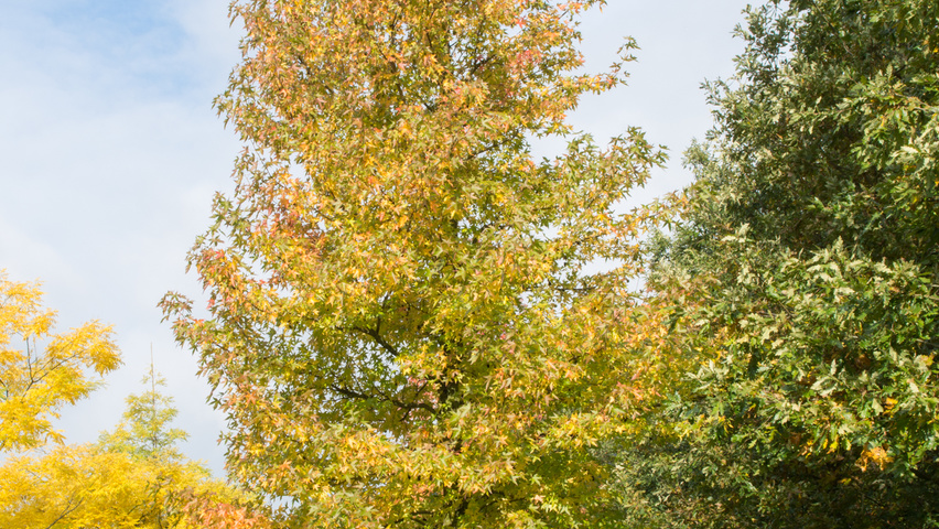 Liquidambar styraciflua 'Worplesdon' pienne