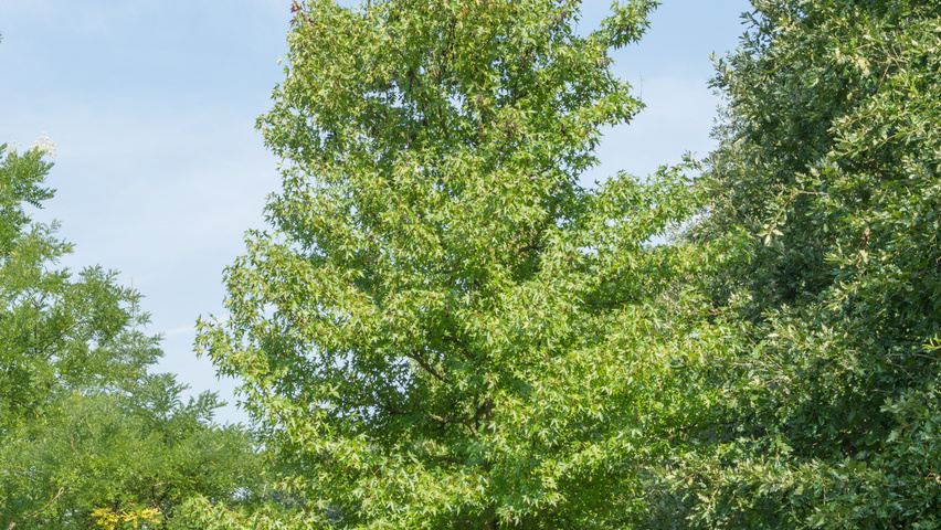 Liquidambar styraciflua 'Worplesdon' pienne