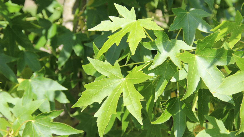 Liquidambar styraciflua 'Worplesdon' liście