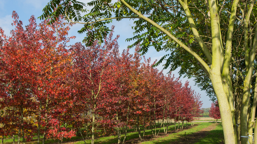 Liquidambar styraciflua 'Worplesdon' wielopniowy