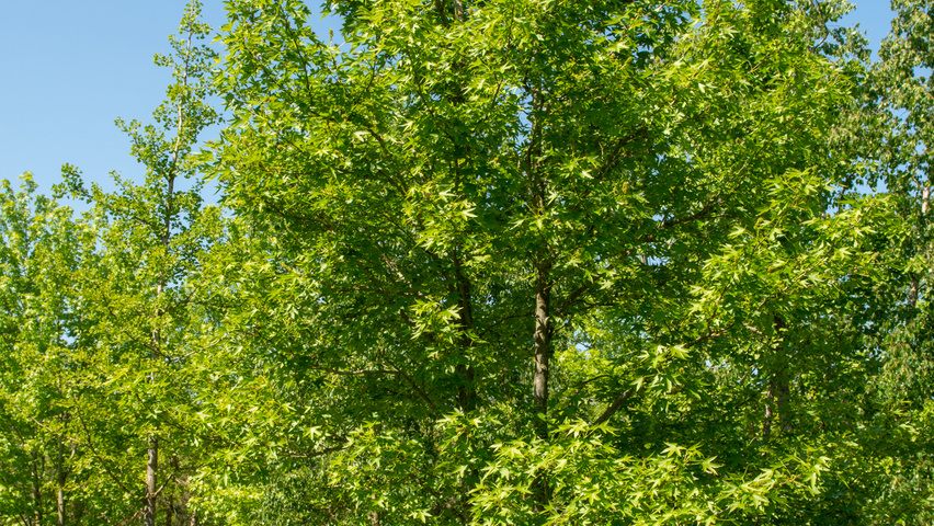 Liquidambar styraciflua 'Worplesdon' wielopniowy