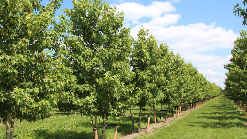 Liquidambar styraciflua 'Worplesdon' wielopniowy