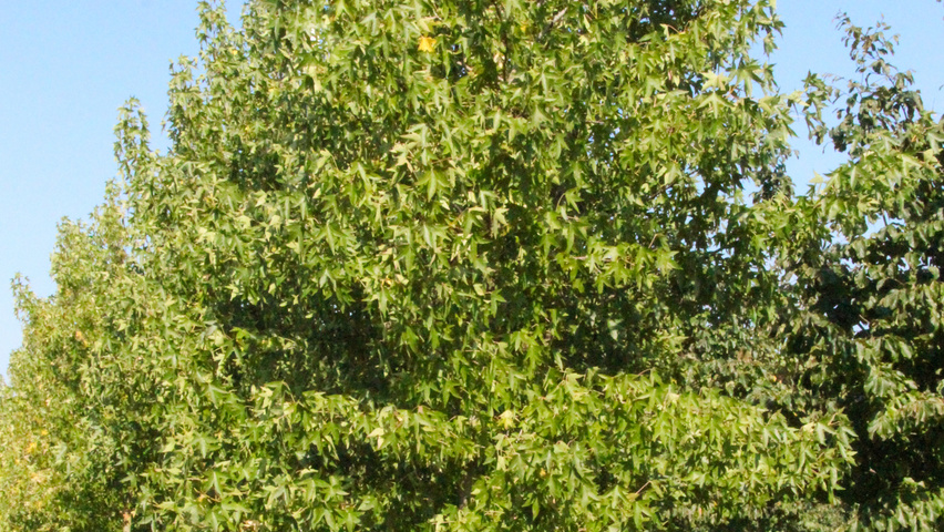 Liquidambar styraciflua 'Worplesdon' wielopniowy