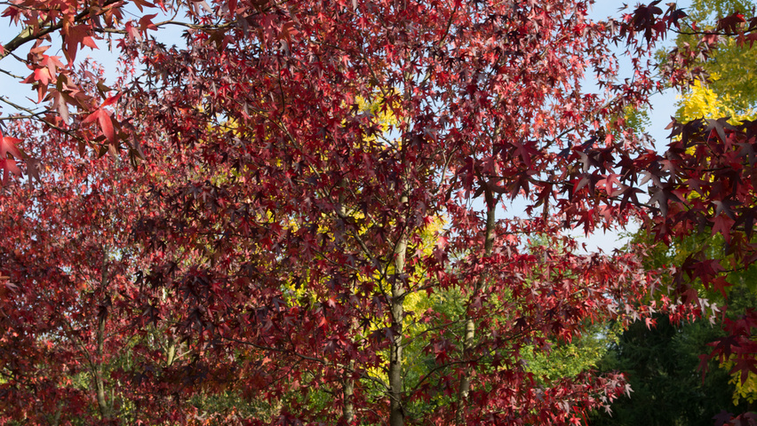 Liquidambar styraciflua 'Worplesdon' wielopniowy