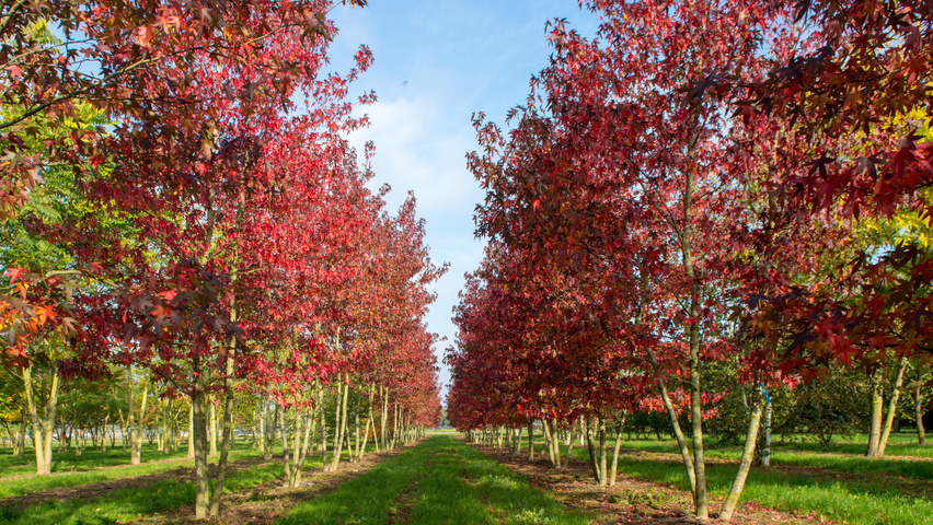 Liquidambar styraciflua 'Worplesdon' wielopniowy