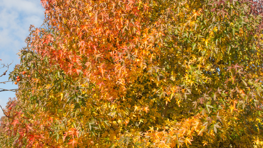 Liquidambar styraciflua 'Worplesdon' wielopniowy