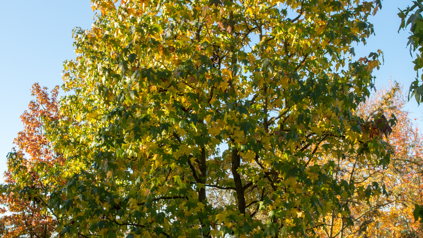 Liquidambar styraciflua 'Worplesdon' wielopniowy parasolowaty